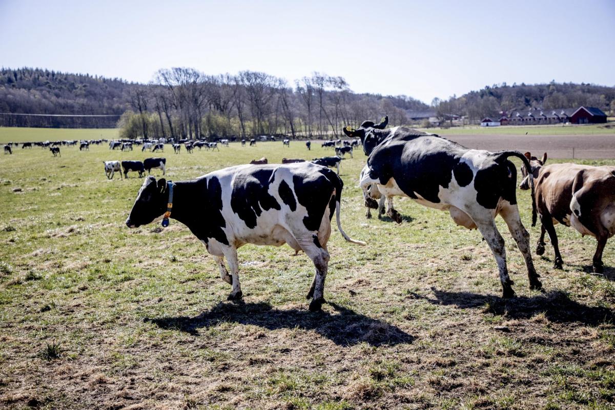 Energia, Coldiretti: “A rischio una stalla da latte su dieci”