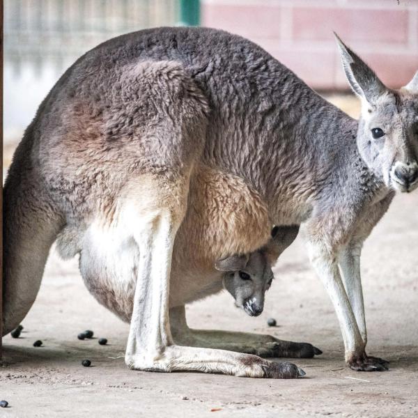 Canguro uccide un uomo in Australia