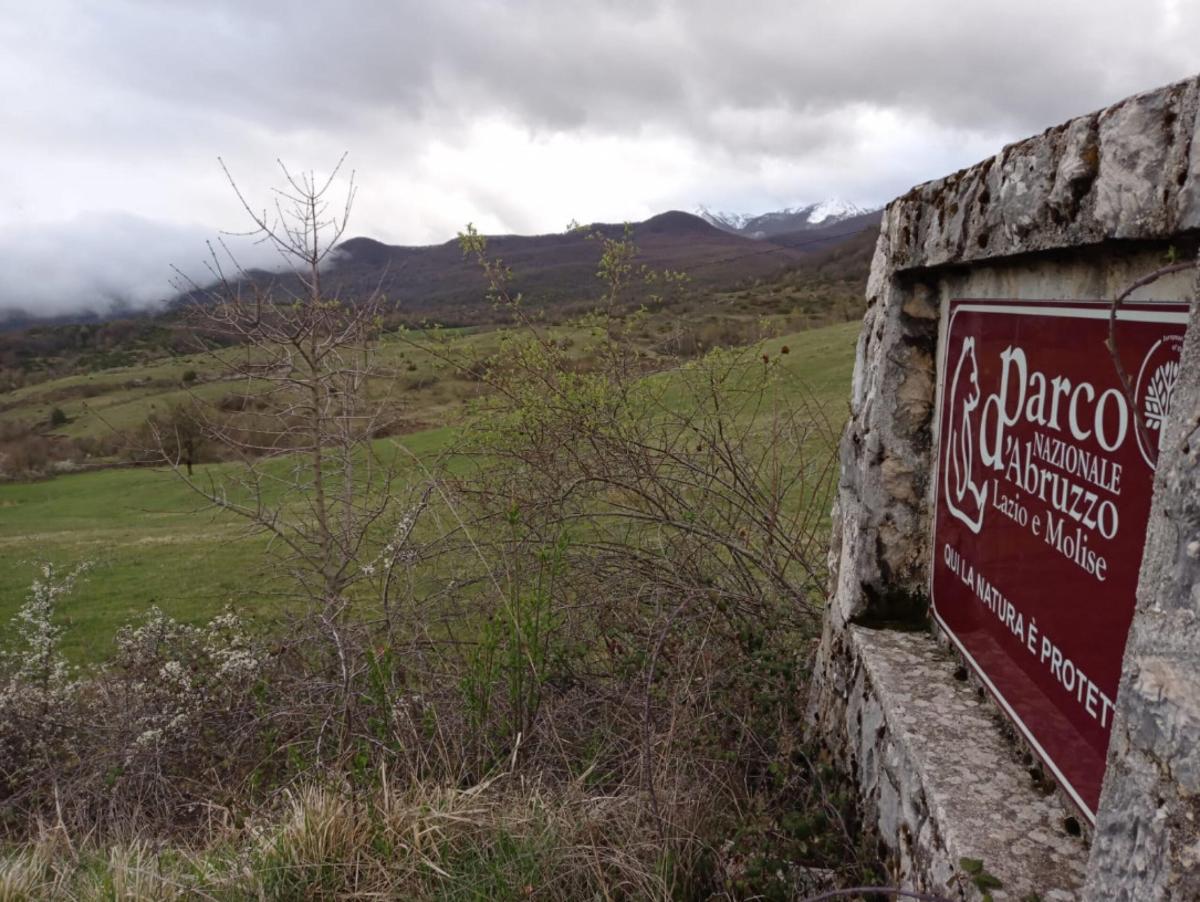 Pericolo orsi nei parchi, Sammarone del Parco Nazionale Abruzzo a T…