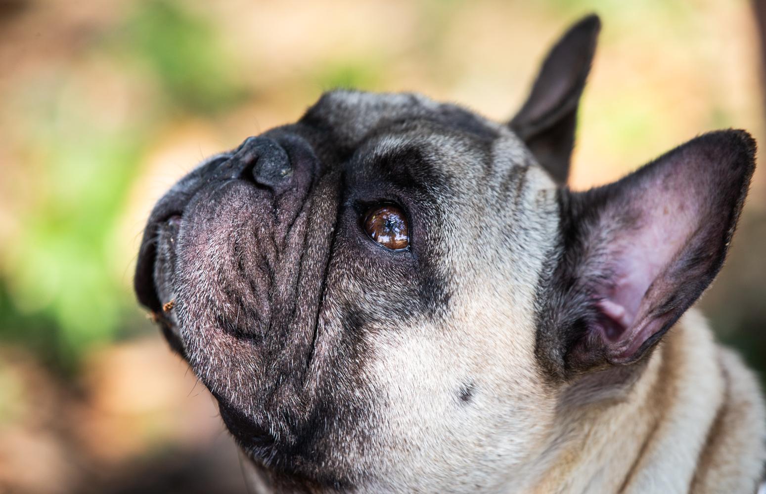 Il cane soffre il caldo: che fare?