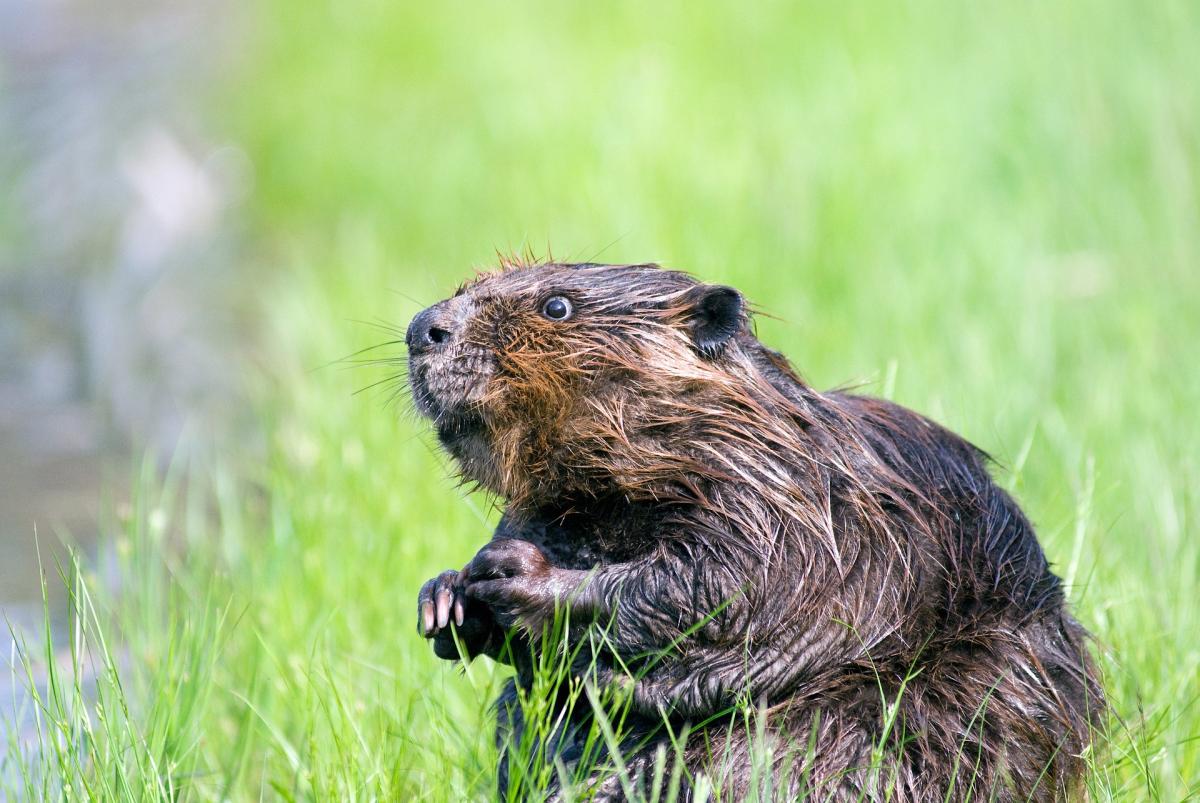 Giornata mondiale del Castoro, l’animale amico dell’ambiente