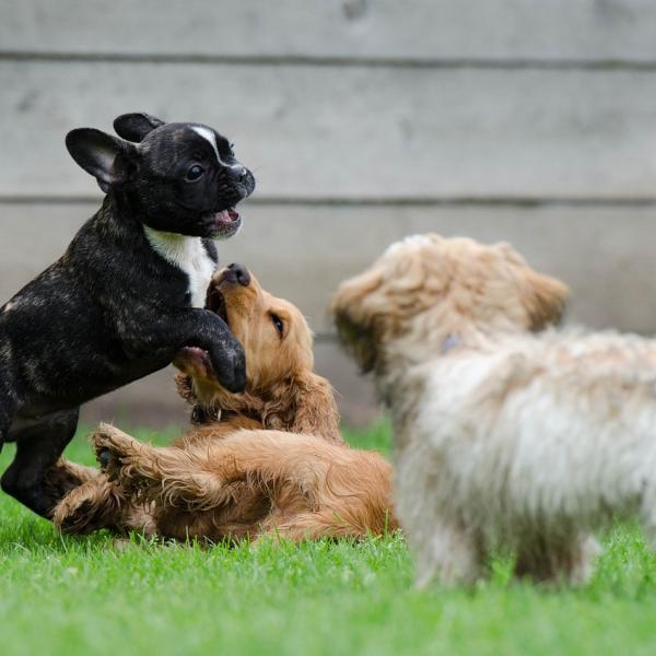 Come sgridare il cane? Consigli utili e differenze fra adulti e cuccioli