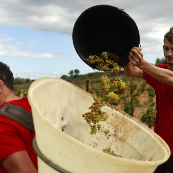 Vendemmia 2023, le previsioni di Coldiretti per un’annata condizionata dai cambiamenti climatici