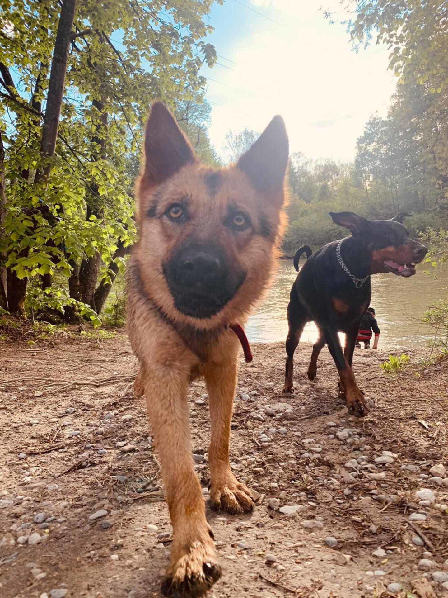 Bologna, accoltella e uccide cane dei vicini