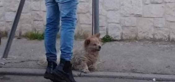 Caserta, cane legato ad un palo e lasciato a  morire di stenti a Gricignano di Aversa