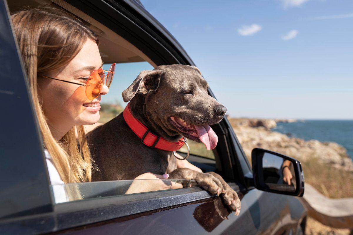 Come evitare il mal d’auto al cane e fare un viaggio in macchina se…