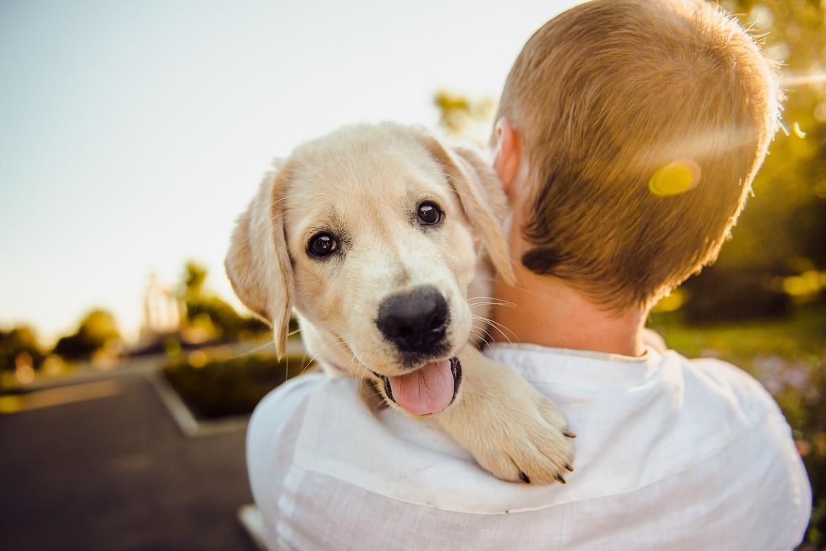 Come capire se il cane ti ha scelto come padrone?