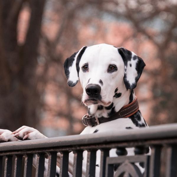 Qual è il cane che puzza di meno?