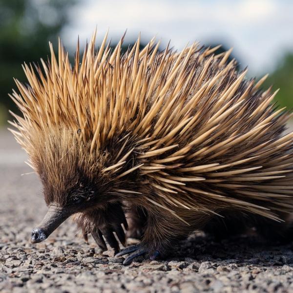 Cos’è l’echidna dal becco lungo, l’animale avvistato in Indonesia e che si credeva estinto