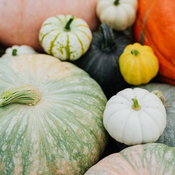 Qual è la migliore zucca da usare in cucina