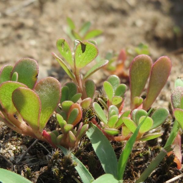 Il campo in tavola: ricette con la portulaca