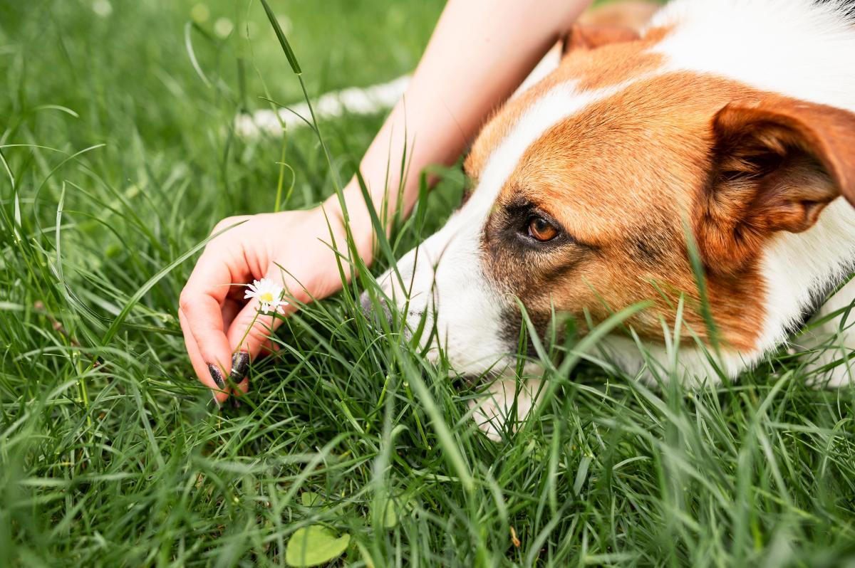 Come proteggere i cani dalle zecche, questi rimedi naturali ti aiut…