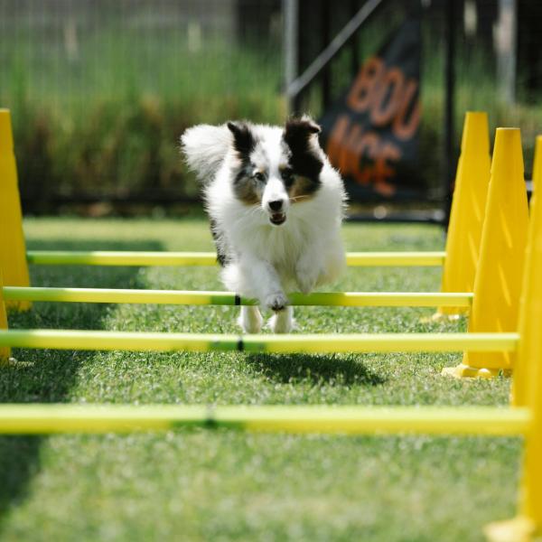 Agility dog: cos’è e dove praticarlo con il proprio cane