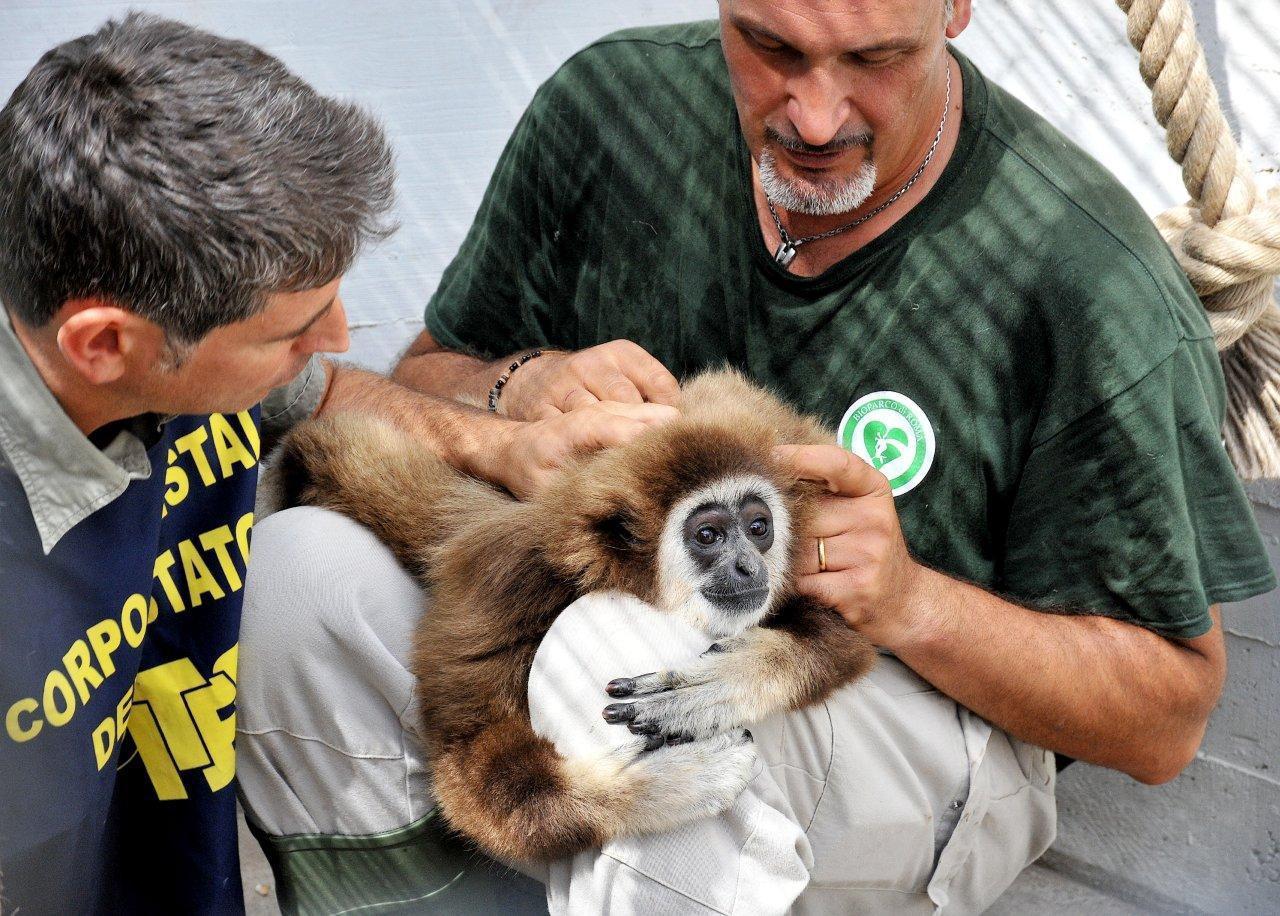 Quali animali esotici sono permessi in Italia? Regole e rischi secondo la nostra normativa