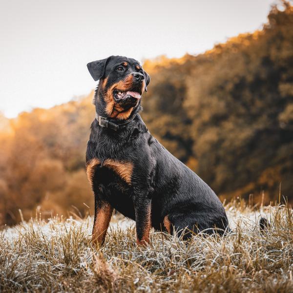 Perché i rottweiler impazziscono? I fattori che possono scatenare l’aggressività