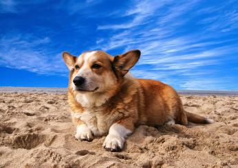 La sabbia fa male al cane? Come preservare la salute di Fido in spiaggia