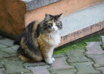 Storica colonia felina di Pietrasanta sotto sfratto, Lazzerini (Resp. Colonia Cristiana): “Pur di mandarci via, la controparte ha detto un sacco di bufale”