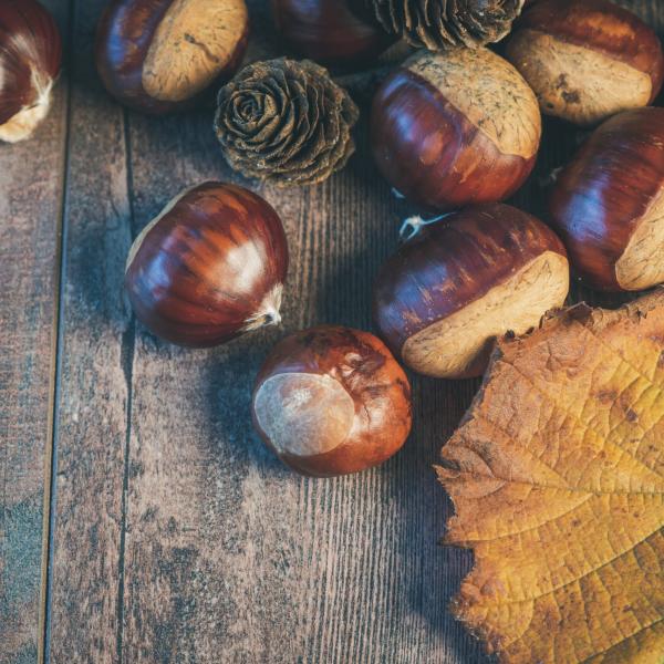 Cultura contadina: cosa cucinare a San Martino