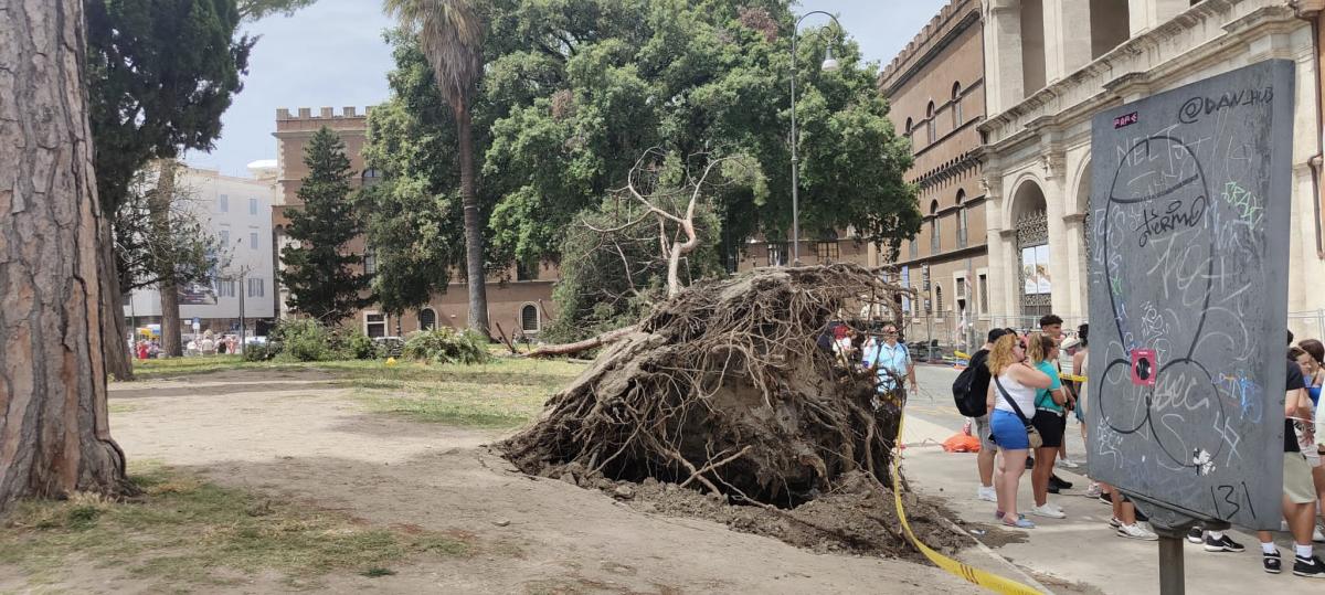 Roma, pino cade in Piazza Venezia: tanta paura ma nessun ferito | F…