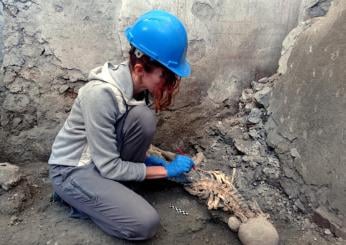 Pompei nuovi ritrovamenti: rinvenuti due scheletri nell’Insula dei …