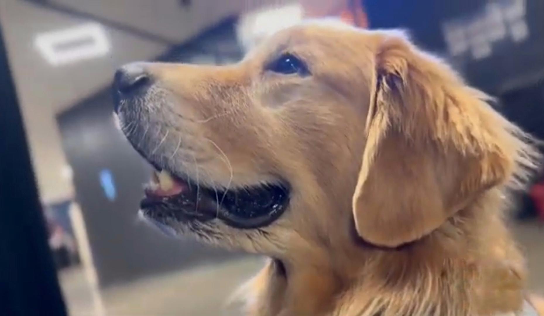 Olimpiadi Parigi 2024, chi è Beacon? Razza e età del cane che fa bene alle ginnaste del team Usa