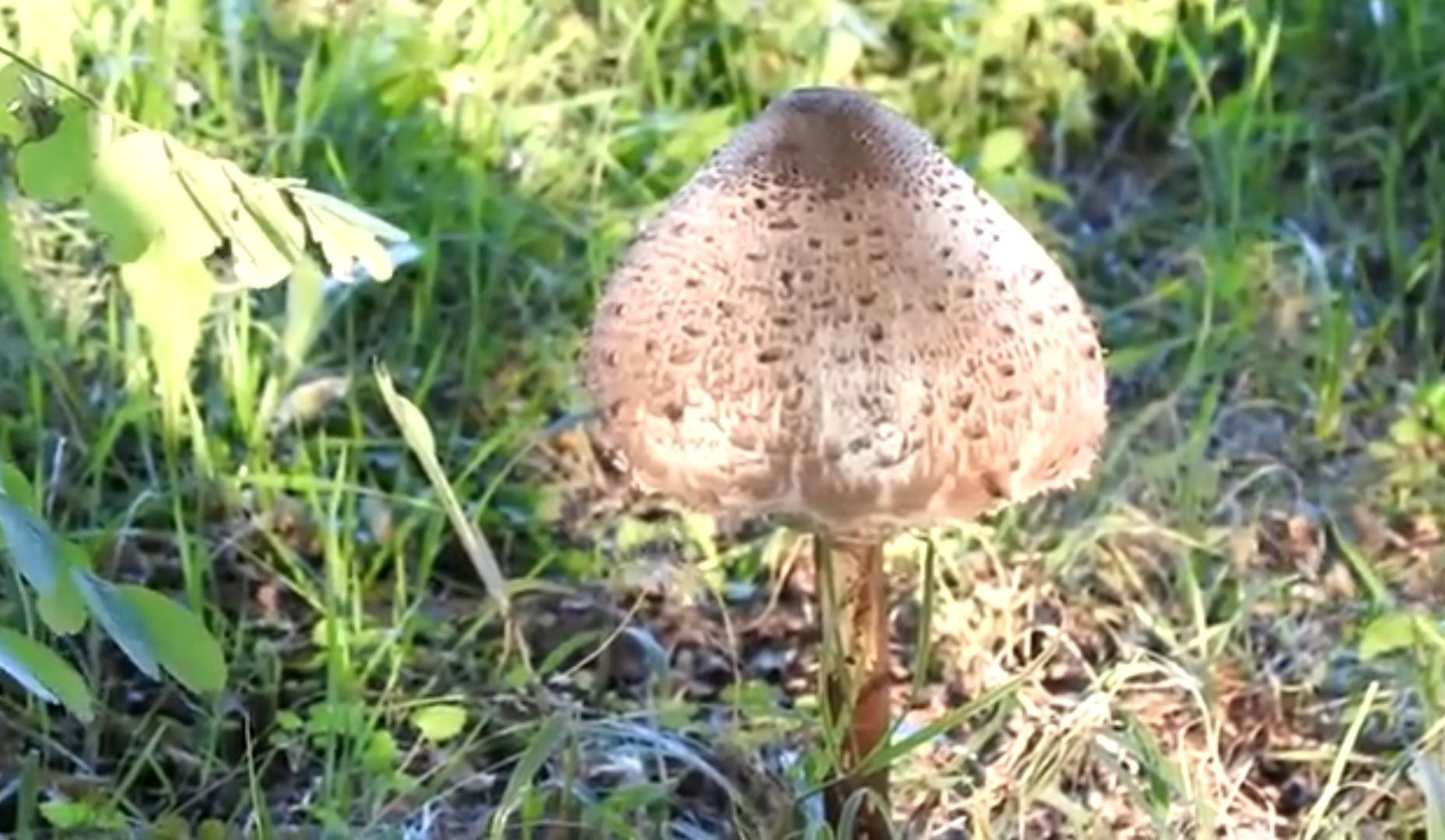 Il fungo Mazza di Tamburo è velenoso? Specie aliena tropicale individuata in Calabria