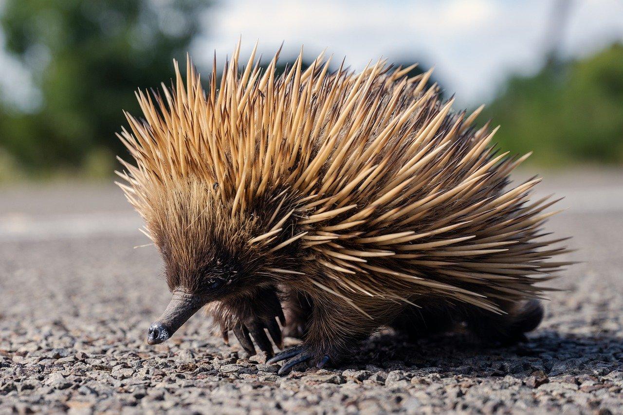 Cos’è l’echidna dal becco lungo, l’animale avvistato in Indonesia e che si credeva estinto