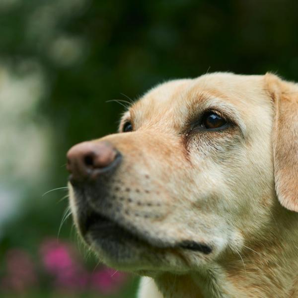 Lodi, 57enne bacia affettuosamente il cane e viene azzannata in pieno volto: è stata operata