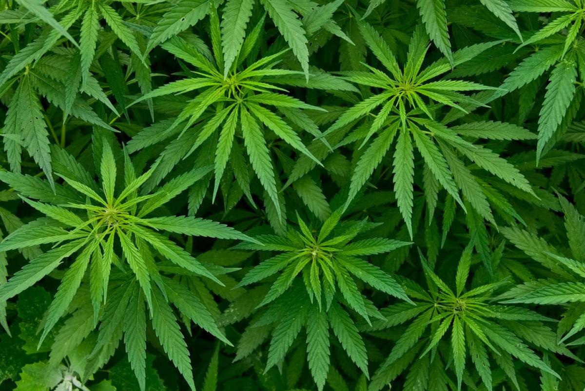 Cannabis: l’Italia apre alla coltivazione per scopo medico