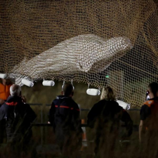 Francia, è morto il beluga perso nella Senna: tentativi di soccorso…