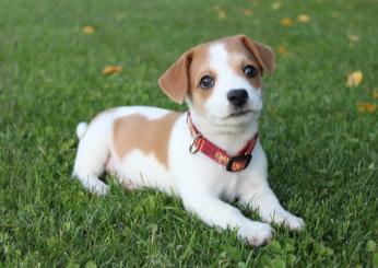 Cosa fare se stai per adottare un cucciolo di cane, ecco alcuni consigli per iniziare bene