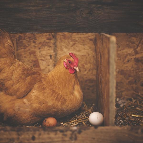 Qual è la gallina che fa più uova? Ecco le 5 razze più produttive