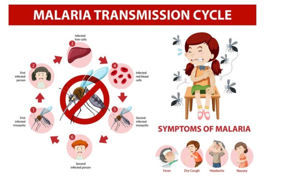 Malaria: cos’è, sintomi, cure, mortalità e trasmissione. Ecco come si fa a prendere la malaria