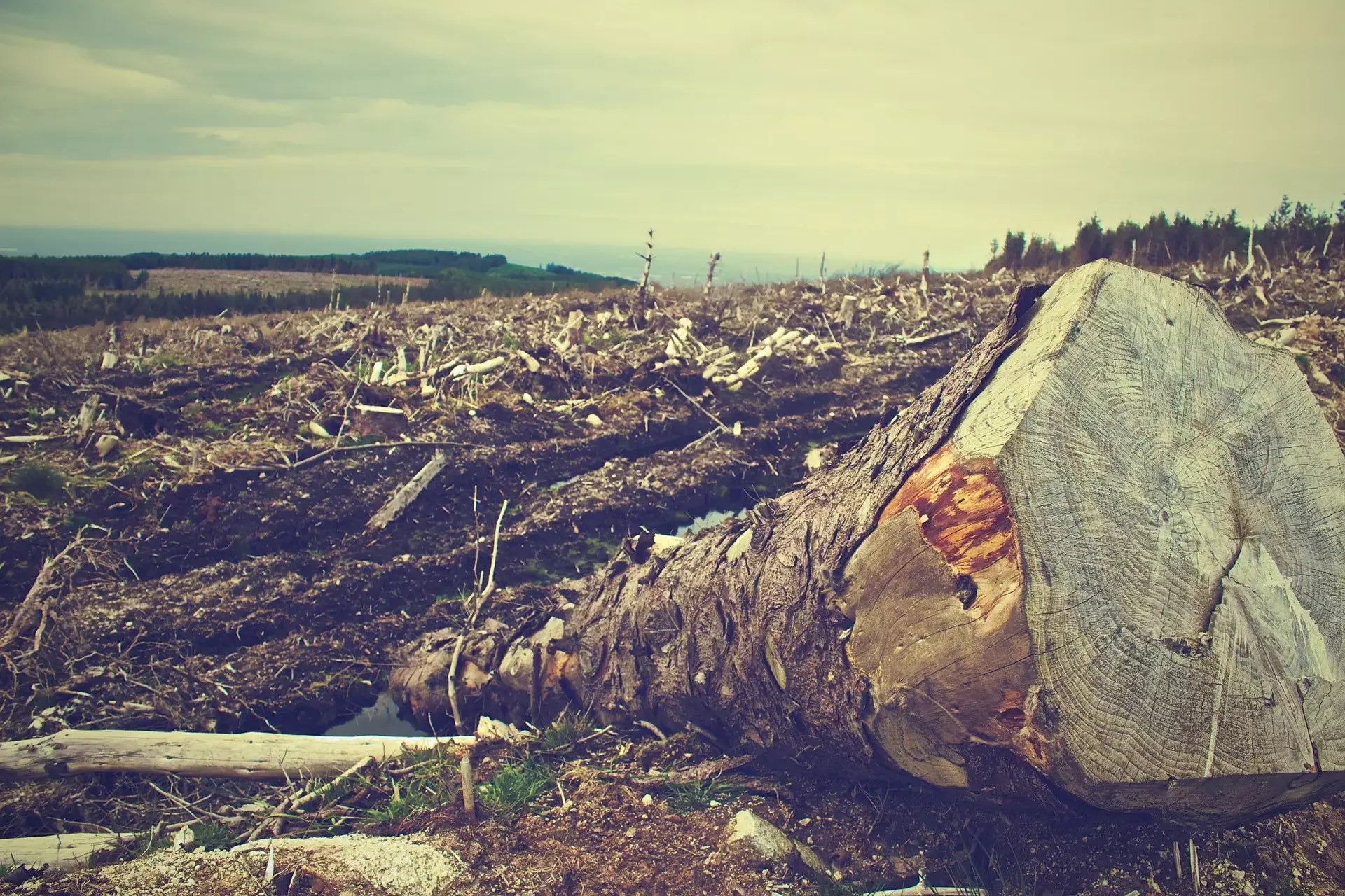 Foresta amazzonica deforestazione, meno 4 mila km quadrati in Brasile negli ultimi 6 mesi