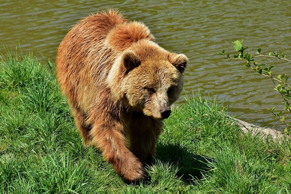 Orsi in Trentino, lo zoologo Andrea Mustoni (Parco Adamello Brenta): “Gli esemplari problematici vanno abbattuti, ma c’è bisogno di comunicazione” | ESCLUSIVA