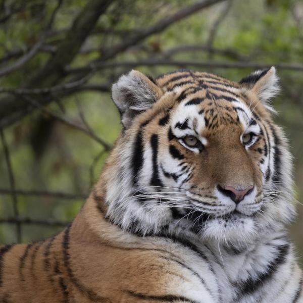 Zoo illegale di animali esotici in Messico 8 arresti