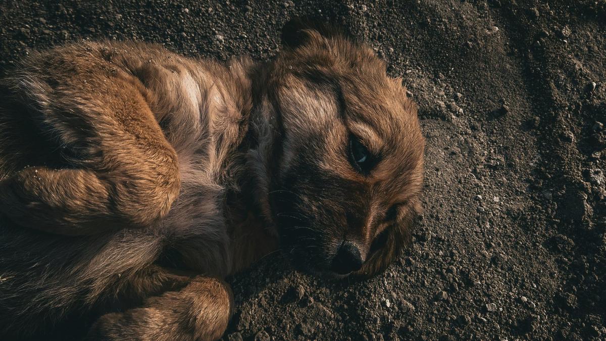 Bergamo, crudeltà verso gli animali: cane legato a un calorifero e lasciato morire di fame: denunciato un 27enne