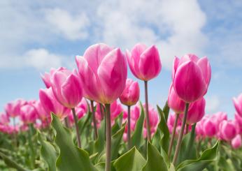 Grandinata a Foggia oggi, il floricoltore Giuseppe Savino in lacrime su Facebook: “Il nostro campo di tulipani distrutto, è finita”