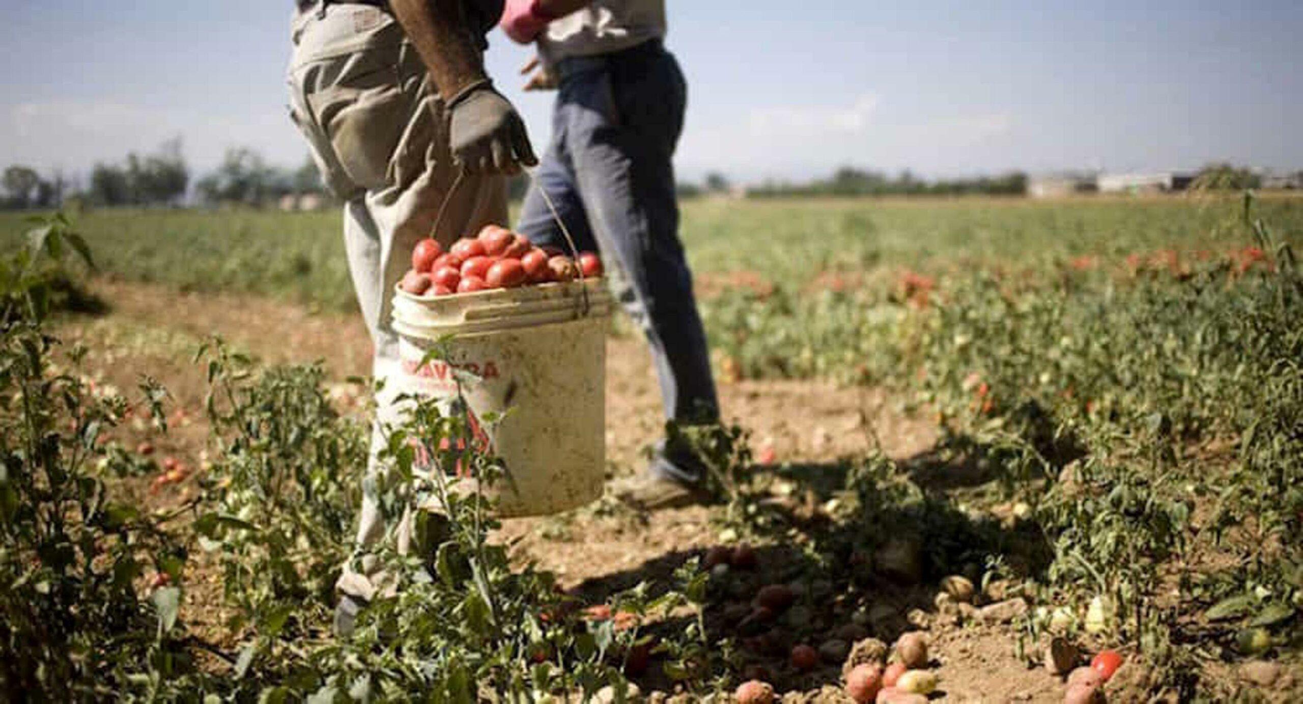 Braccianti agricoli