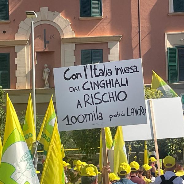 Emergenza cinghiali a Roma, la manifestazione di Coldiretti Lazio: “Serve una legge per l’abbattimento” | VIDEO