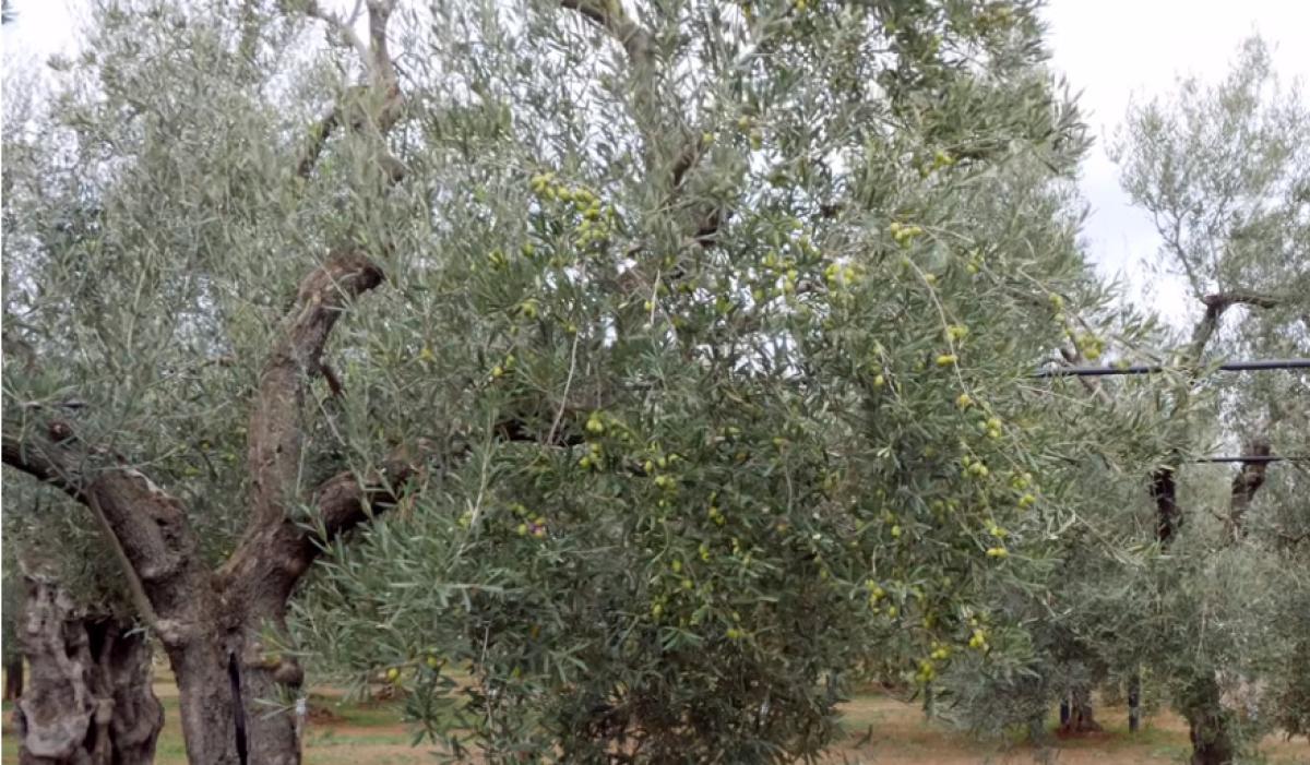 Quando si raccolgono le olive? Ecco il periodo ideale in base alle …