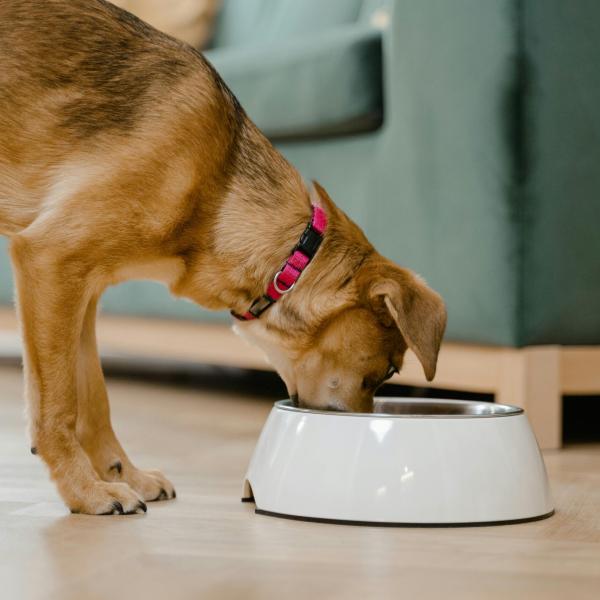 Perché il cane smette di mangiare? Cause e consigli per fargli tornare l’appetito