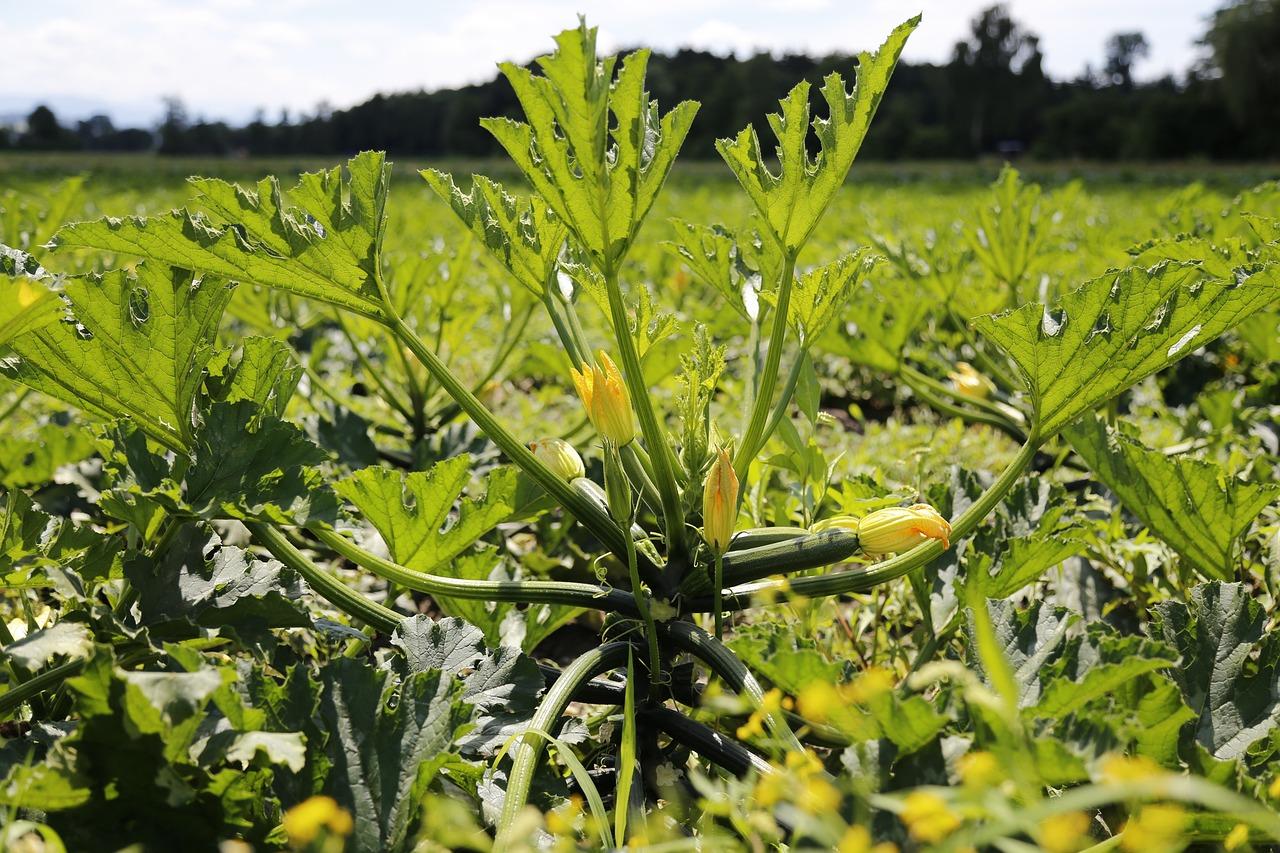 Voglia di zucchine? Provate le ricette con i tenerumi