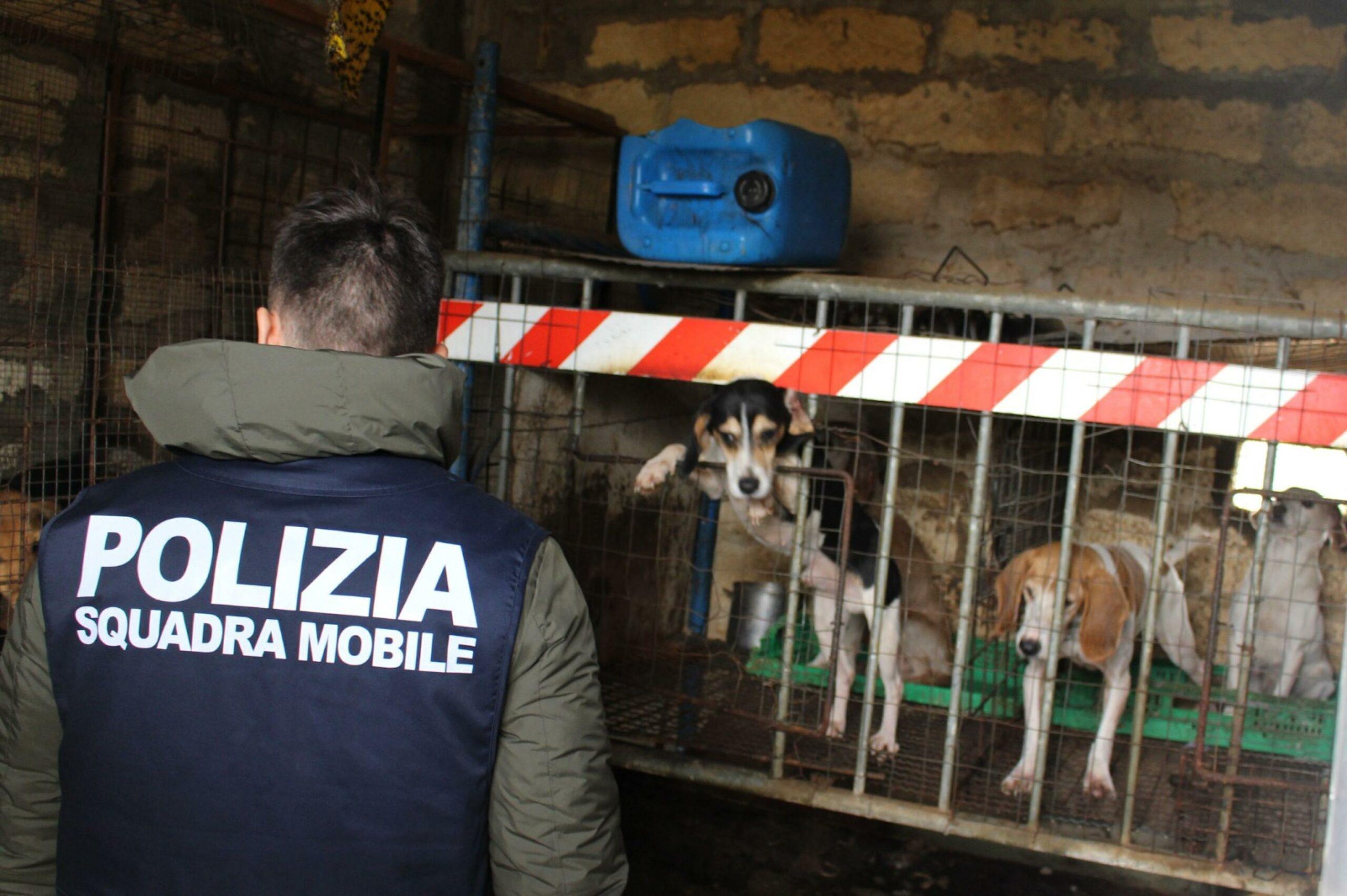 Caltanissetta, 12 cani maltrattati salvati a Niscemi: arrestato l’uomo che gestiva il “lager” degli animali