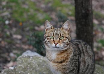 Come riconoscere un gatto europeo? Curiosità sulla razza più diffusa in Italia