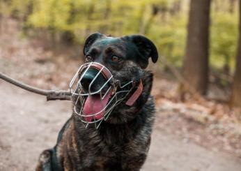 La museruola fa male al cane? Scopri se è stressante e quali sono i vantaggi e gli svantaggi