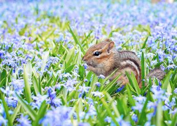 Quando arriva la primavera 2023? La data, le festività, le previsioni