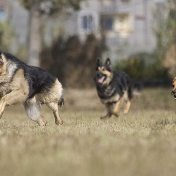 Corea del Sud, stop ai cani allevati per la macellazione: divieto entro il 2027