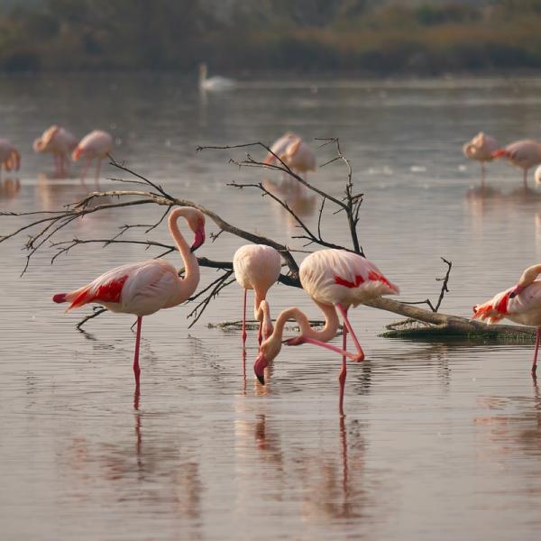 Cosa vedere in Camargue in estate? Borghi, fenicotteri e parchi