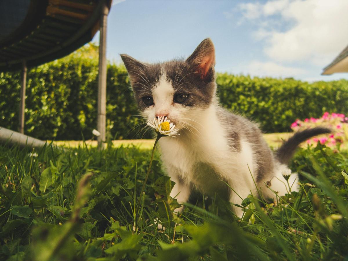 Posso lasciare il gatto libero in giardino? Quali sono i rischi e cosa fare per evitarli